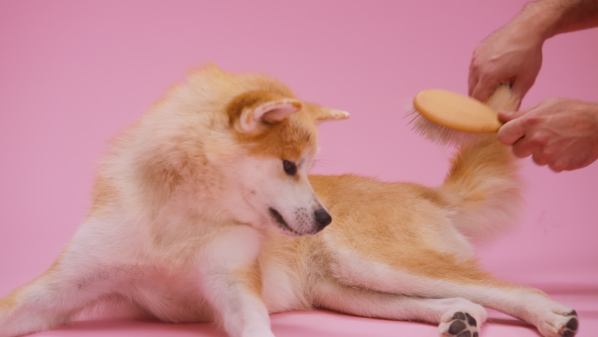 Japanese Akita Inu puppy patiently laying down and staring at the owner while being groomed on a pink studio background Royalty-Free Stock Footage #1096037803