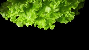 Water drops flow down from a fresh green  curly leaves lettuce close-up isolated on a black background. 4k macro slow motion video with speed ramp effect. Filmed on high speed cinema camera.