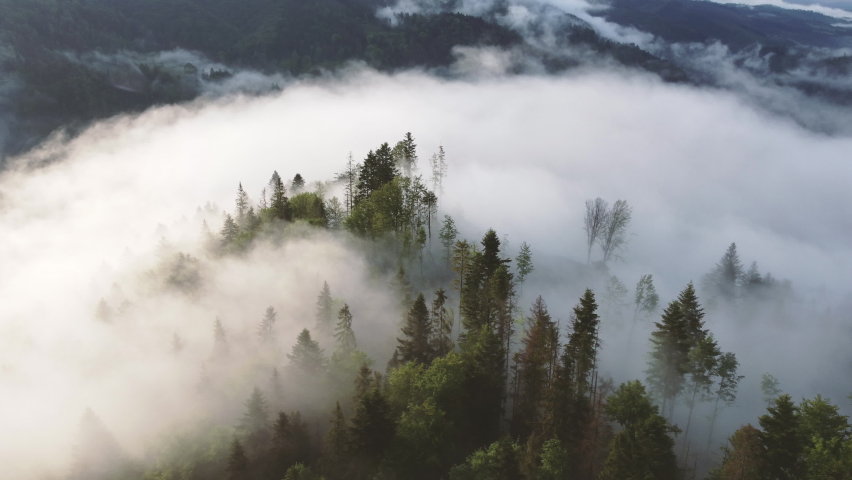 Green mountain forest landscape. Misty mountain. Fantastic forest landscape. Mountain forest in clouds. Mountain forest landscape. Dark tones, trees in haze landscape