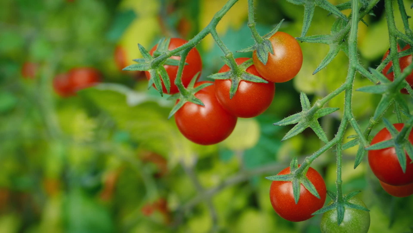 Picking Cherry Tomatoes From The Vine 2 Versions
