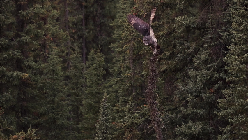 Great Grey Owl in Canada 