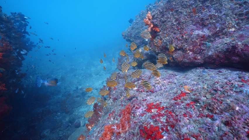 a pack of footballer in jeju