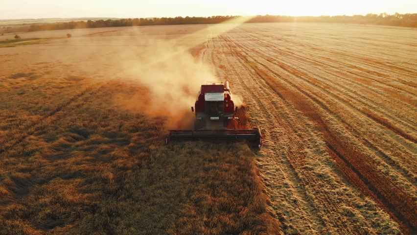 Combine harvester ride in wheat field and mows ripe wheat. Top view from drone over large area of farmland. Outdoors nature landscape. Harvests grain in summer day. Agricultural harvesting works. Royalty-Free Stock Footage #1096055025