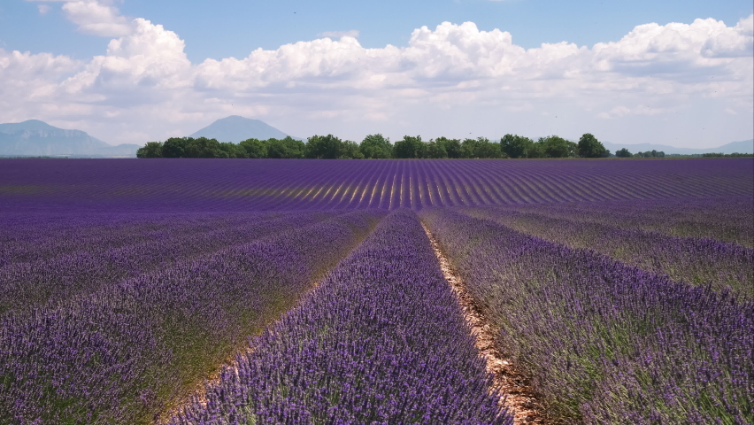 4k Timelapse of wind Moving Laverder field harvest. Moving clouds and flying bees - amazing rural Nature ladscape backgrounds from Provence, France