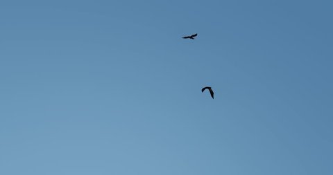 4k eagles Flying in blue sky. 