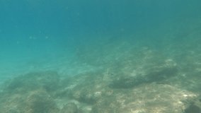 Calm underwater footage scene of the bottom of the sea with fish. Seascape Turquoise color seawater. Below sea water surface view. 4K video slow motion.