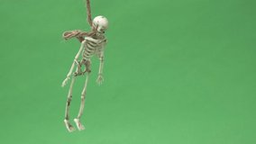 skeleton hanging on gallows over green background. Halloween video with copy space place for text. The skeleton hung on a rope. Human bones dangle from a rope