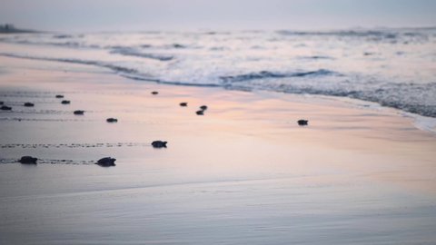 Wide shot group of baby sea turtle hatchlings crawling towards the ocean after emerging from the nest. Sunrise 4k Video de stock