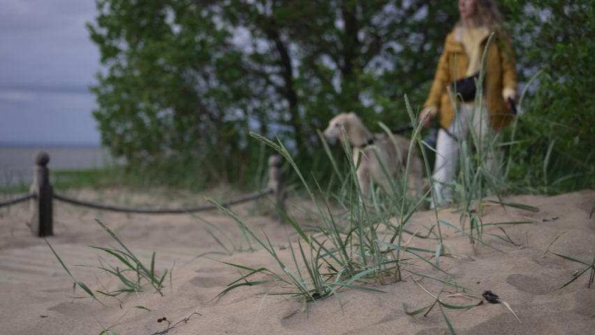 4k Young woman is holding dog on leash and walking on sea beach in summer spbd. Close view of fashionable caucasian female walks with greyhound pet and strides along sandy coast, poses for camera