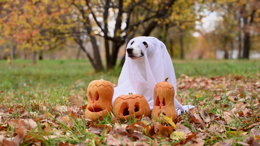 Dog jack russell terrier in a ghost costume with jack-o-lantern pumpkins in the autumn forest. 