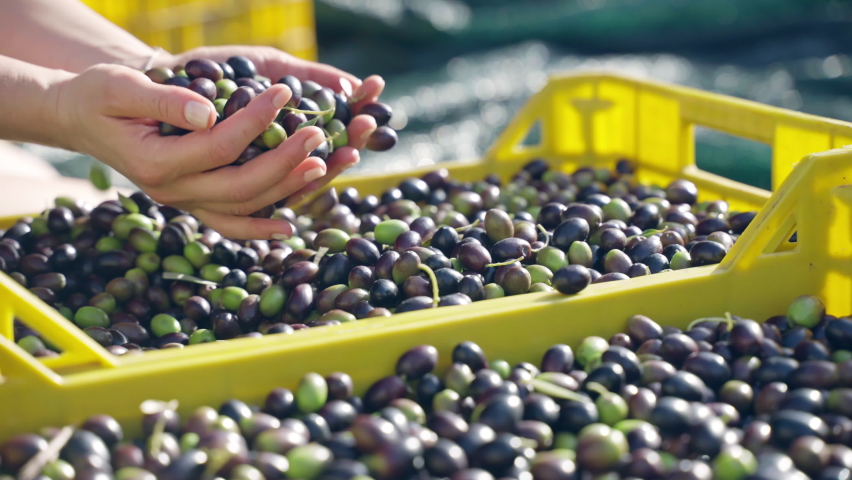 Freshly picked olives in hands of professional farmer, person mixing ripe olive fruits in yellow plastic containers prepared for further processing and high quality olive oil production. Rich seasonal Royalty-Free Stock Footage #1096074033