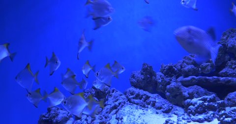 Aluterus scriptus, scrawled filefish, broomtail filefish, or scribbled leatherjacket, and Monodactylus argenteus, fishes are swimming around, aquarium, oceanarium, blue lamplight, underwater