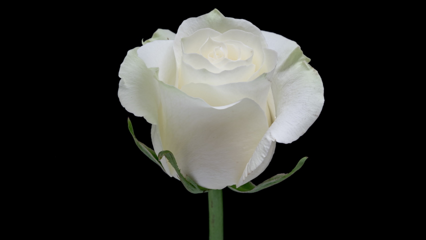 4K Time Lapse of white rose changes its color to red and dies. Experiment with flower, time-lapse. Timelapse of blooming and dying white flower isolated on black background.