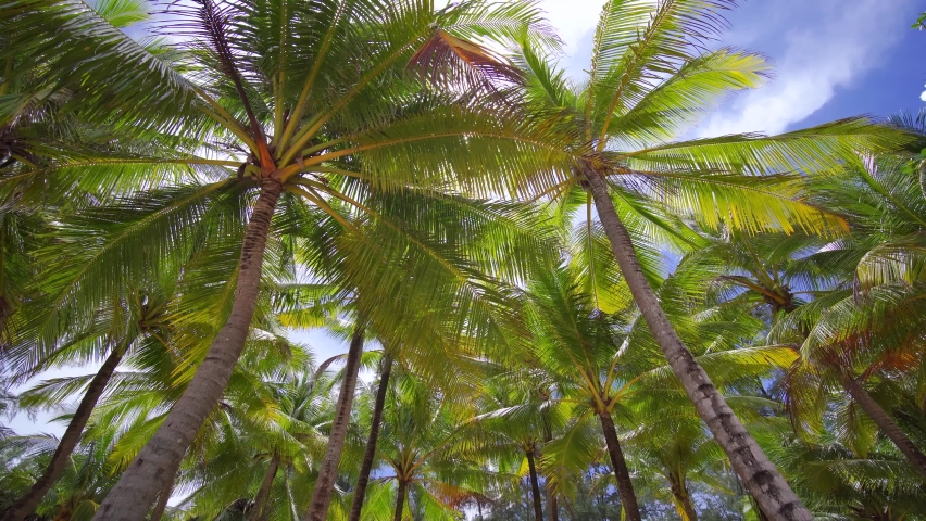 Palm tree. Coconut palm. silhouette, landscape, sunset, leaves, beach. Low angle view walking through trees. Green leaves row against sun cloud. Looking up sky blue dolly  Royalty-Free Stock Footage #1096078085