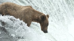 Brown Bear catching Sockeye Salmon at Brooks Falls - 4k Slow Motion