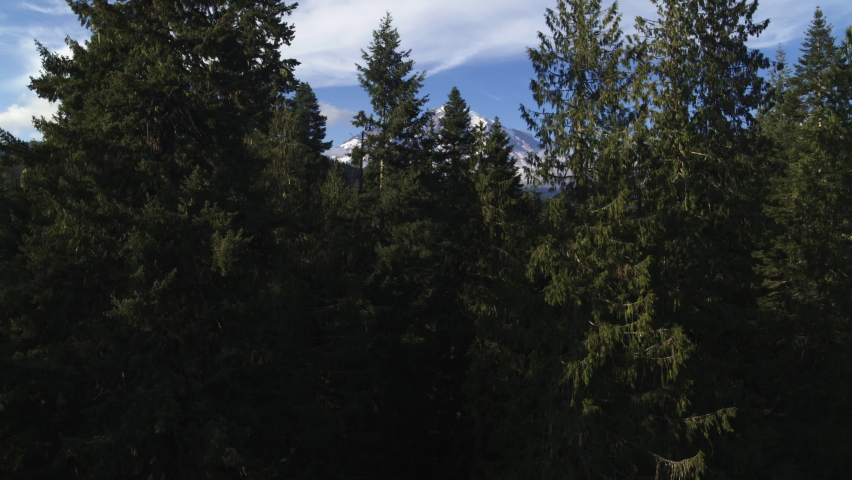 Clear view of Mount Rainier Aerial ascending over pine trees and Nisqually River in summer on blue sky day