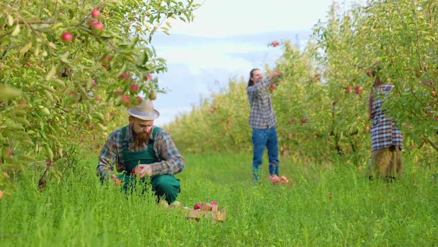 Front view 3 young farmer family pick apple stoop stand back 1 squat man in work apron carrying crates of ripe apples. Background apple orchard happy people. Concept family business and happiness.