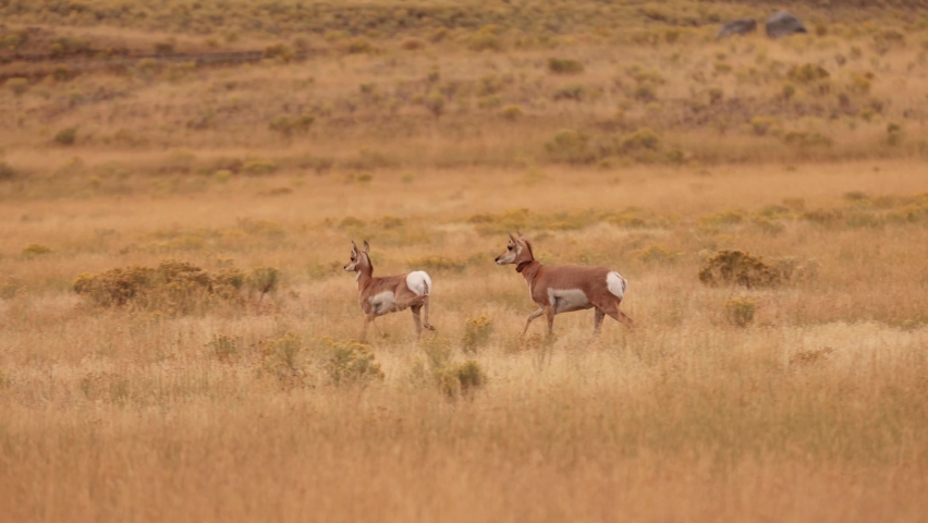 Pronghorn in Yellowstone National Park in Wyoming. Slow Motion.