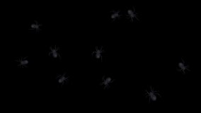 Black Widow Spiders - Swarm Random Crawling Around Screen - 3D Animation Loop - Alpha Channel