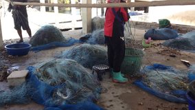PETCHABURI, THAILAND – JULY 25:  fisherman split shell crab and sea animal out of fishing net.video.clip.footage