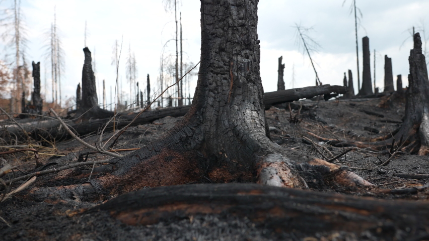 Close Up of Charred Tree in Forest After Wildfire, Devastating Landscape After Natural Disaster Royalty-Free Stock Footage #1096089269