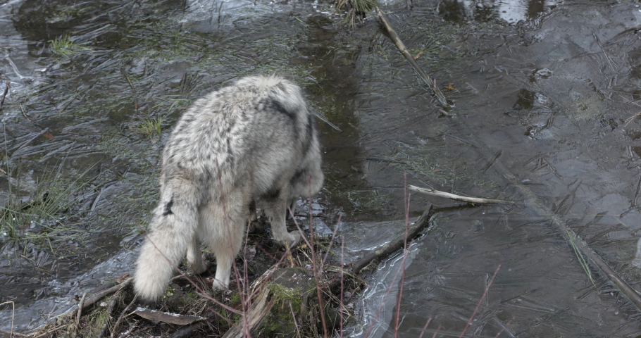 Grey wolf paws at ice on pond then decides to walk around - late autumn