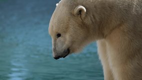 Beautiful Portrait footage of Polar bear in nature landscape near cold water of ocean, show his long tongue and smile somewhere, funny video. 4k 120 fps Cinematic super slow motion footage