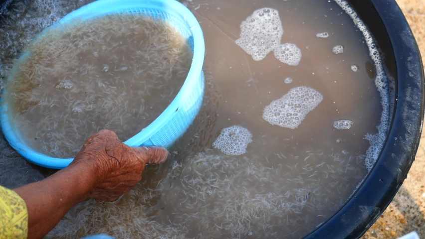 The fishermen wash and filter group of fresh Krill or Opossum shrimp with clean water, Plankton that fishermen trap for cooking in Thailand	 Royalty-Free Stock Footage #1096093203