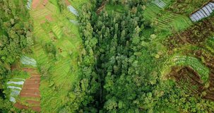 Drone video of valley on the slope of mountain with hidden waterfall - Vegetation of tropical rural landscape