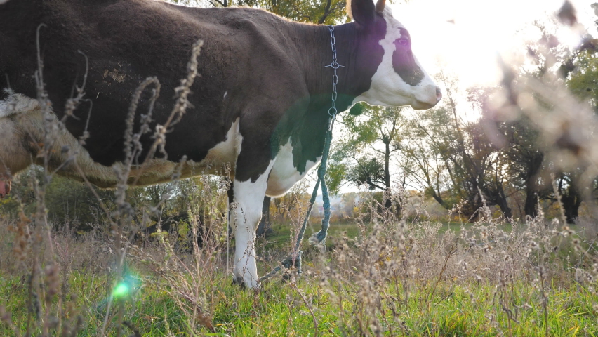 Big cow standing at lawn and looking calmly to something. Cute friendly animal grazing in meadow at sunny day. Cattle on pasture. Scenic nature background. Farming concept. Low view Slow motion