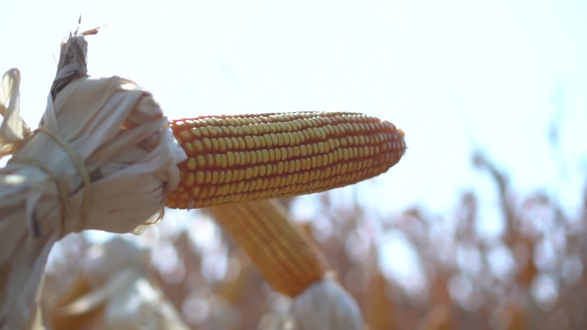 Details of an cob or ear of corn in a corn field at harvest time in slow motion, Brazil Royalty-Free Stock Footage #1096110177