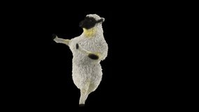 Sheep Dancing, Animal, 3d rendering, Animation Loop, cartoon,  included in the end of the clip with Alpha matte.