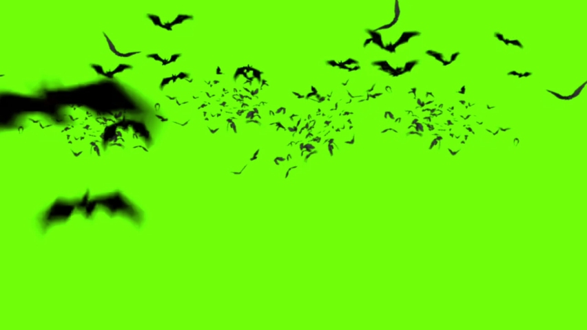 Halloween Bats Flying on Green Screen Background 4K Animation  Royalty-Free Stock Footage #1096110923
