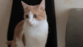 young white-red cat sits on a chair, looks around. 4k video. slow motion