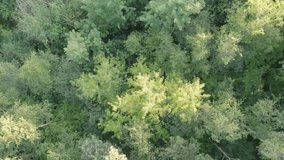 Aerial rise shot by drone of green summer forest with spruce and pine trees in Belgium, Europe, shot by a drone above the treetops. High quality 4k footage