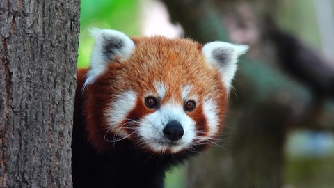 Red panda sits on a tree and looks spring forest : vidéo de stock