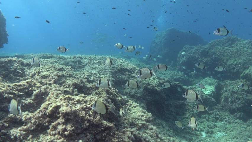 POV Majorca underwater landcape - Marine sea life