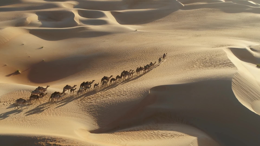 Camels In The Desert footage -- Most of us know things about camels – they have humps on their back and they spit at people. Royalty-Free Stock Footage #1096116939