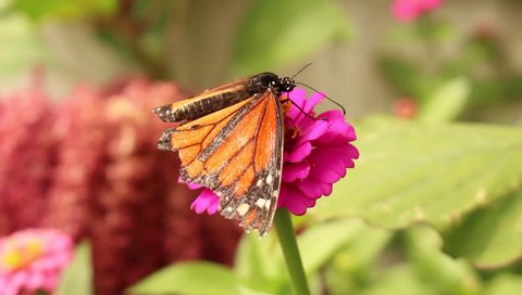 A "Monarch Butterfly" (Danaus Plexippus) sipping nectar through its proboscis from a pink and yellow "Zinnia" flower in Innsbruck, Austria. 