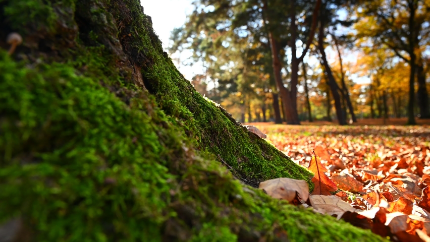 Fallen brown oak (Quercus) leaves in an autumn park, moss on the tree