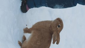 Vertical video. Little girl feeding cute rabbit a carrot in cold winter day, slow motion. Pets and animals concept