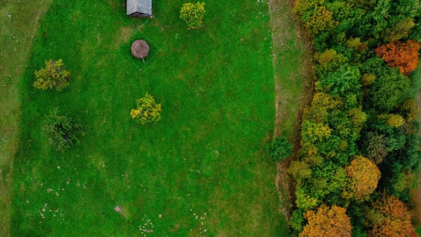 Aerial view of a rural house and grazing cows on a green meadow. Beautiful abstract background from a drone. Autumn nature from a bird