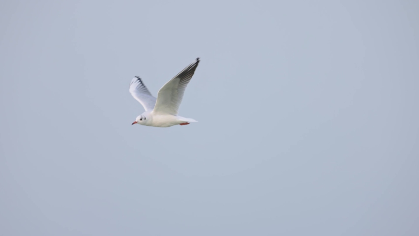 Black-headed gull flying in slow motion. Bird in the winter plumage. Seagull in flight Royalty-Free Stock Footage #1096137387
