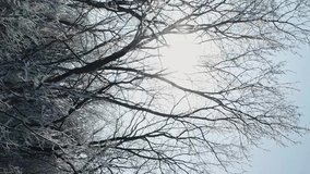 Vertical video. Drone flight on a frosty day near the branches of trees.