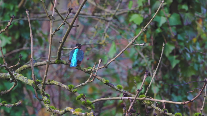 
Beautiful Kingfisher standing on a mossy branch in the wilderness with a blurred background