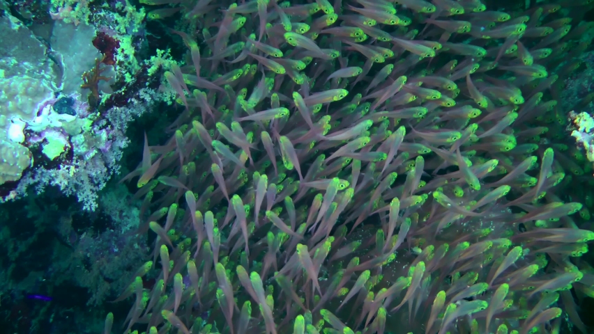 Fish in huge aggregations of Pigmy sweeper (Parapriacanthus ransonneti) move slowly but continuously, close-up. Royalty-Free Stock Footage #1096140671