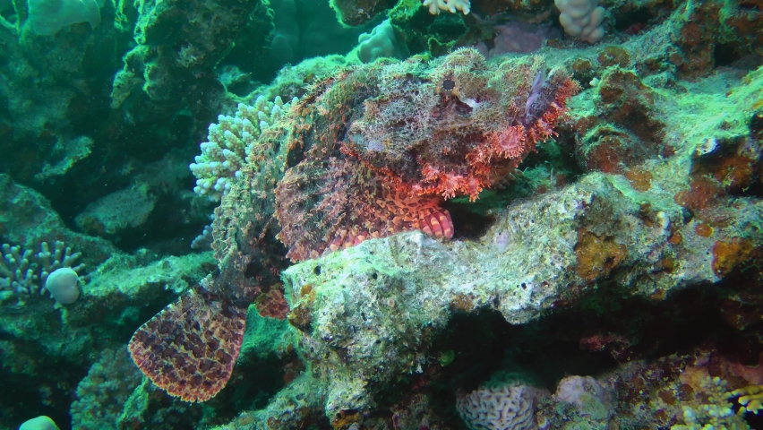 Tassled scorpionfish (Scorpaenopsis oxycephala) lies on a coral ledge, side view, close-up.