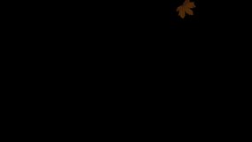 Falling real maple leaves in autumn. Natural colorful isolated fall foliage. 4k overlay. Slow motion animation. Black background. 23,98 fps