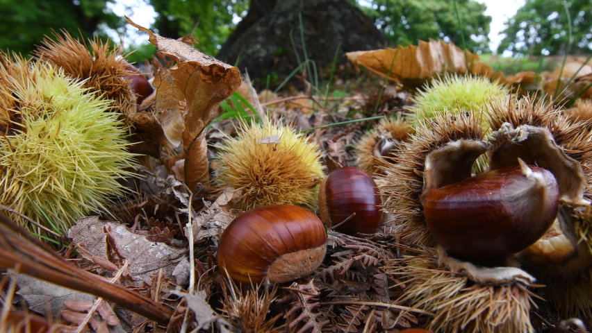 Autumn season in a forest of ancient chestnut trees, harvest time. Closeup of Chestnuts at ground with hedgehogs. Typical fresh autumn fruits. Royalty-Free Stock Footage #1096142967