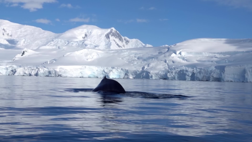humpback whale tale diving slowly in antartica.
 Royalty-Free Stock Footage #1096143651